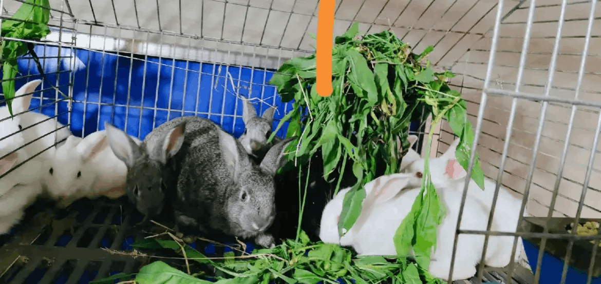 这些养殖项目，或许能让你收获满满红利！