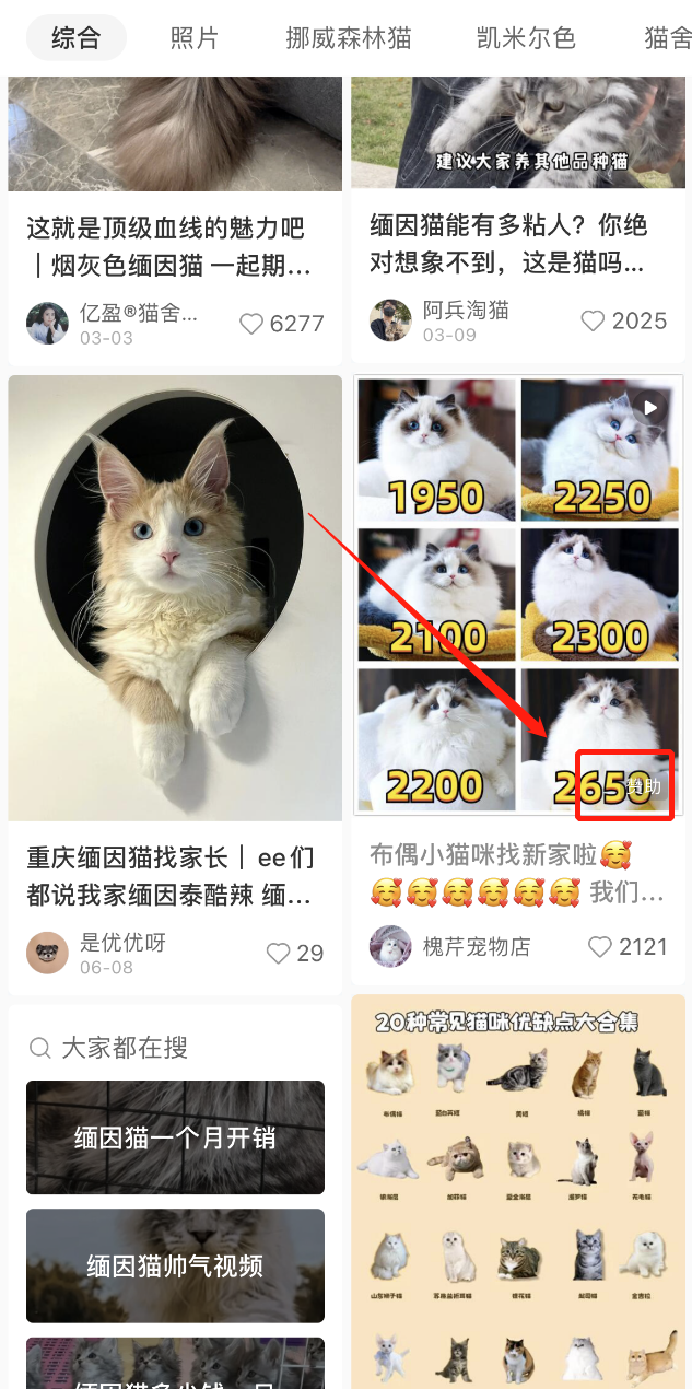 小红书卖猫月入10w+？揭秘其背后的项目运作与思考