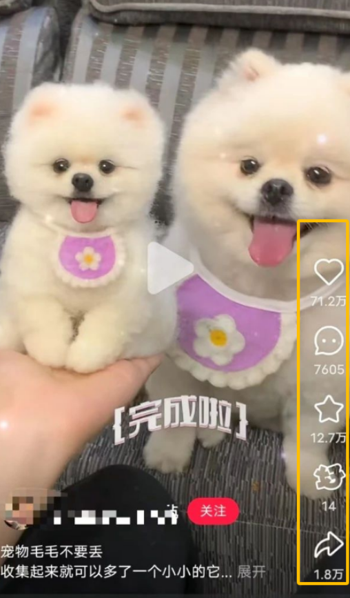 揭秘！宠物赛道暗藏商机，一条作品订单火爆背后的玩法