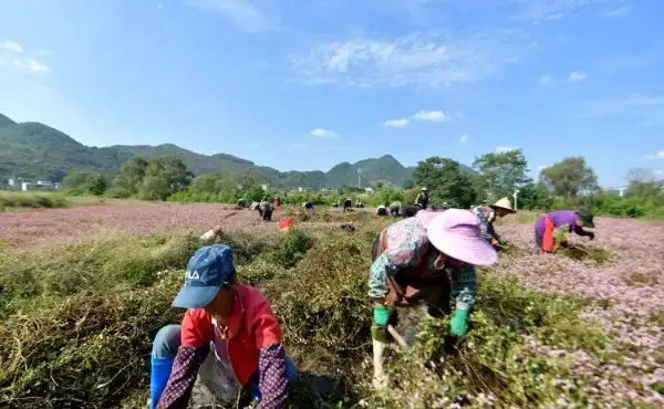 农村种植什么收益突出?农村种植新机遇:高收益作物与成功案例
