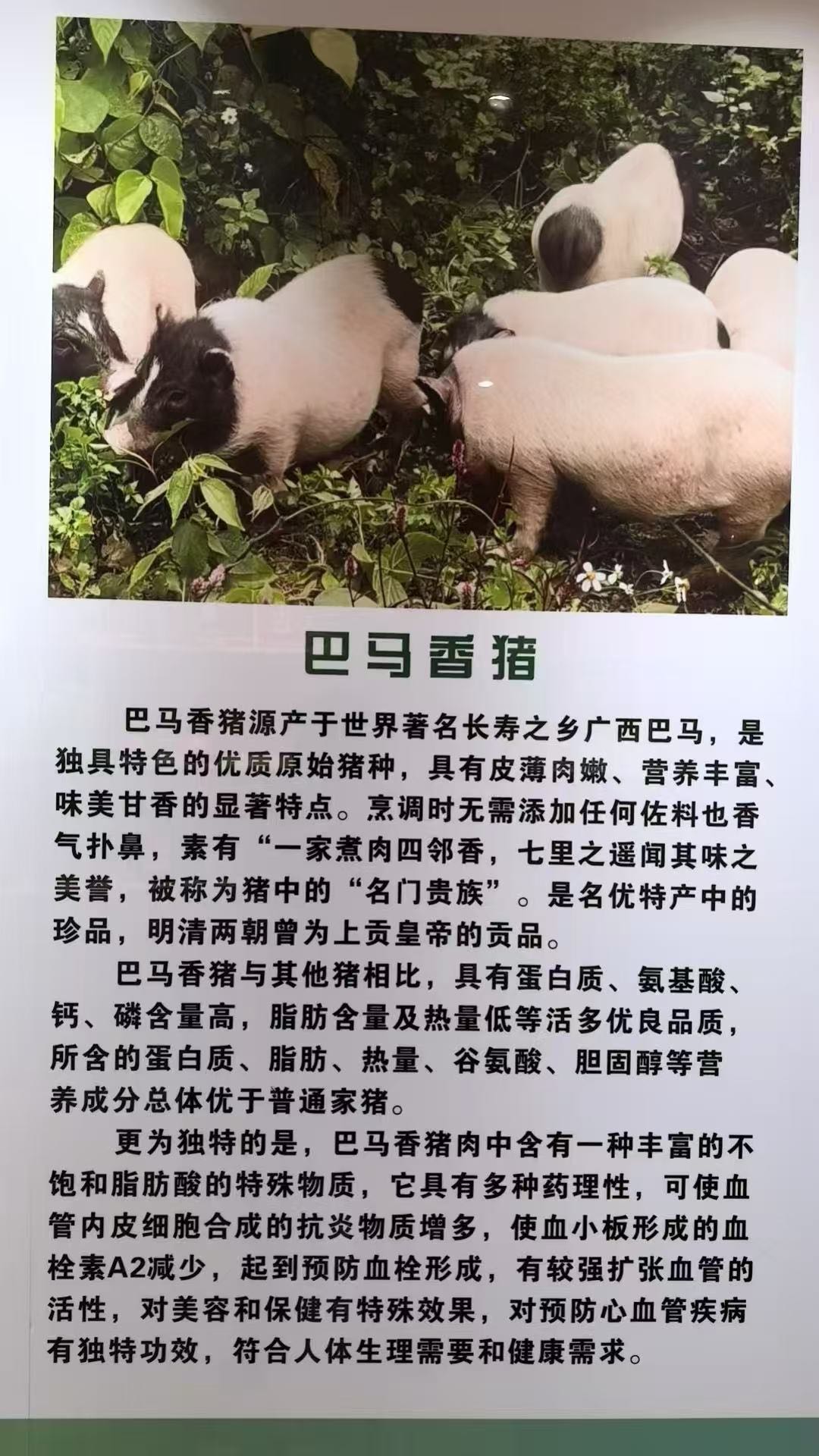 巴马爆汁烤肠，免费供机，供肠