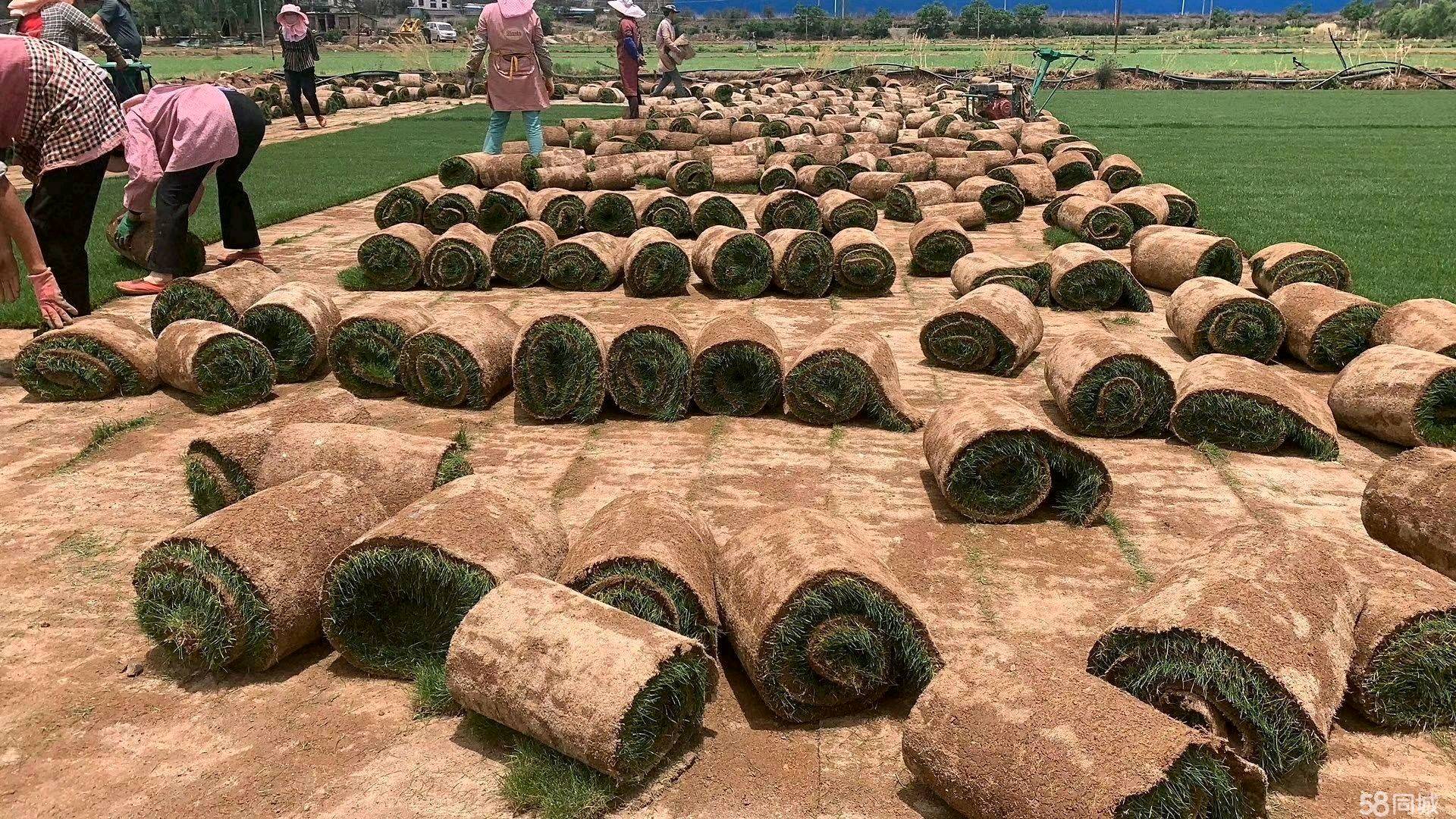 大量批发各种优质草坪