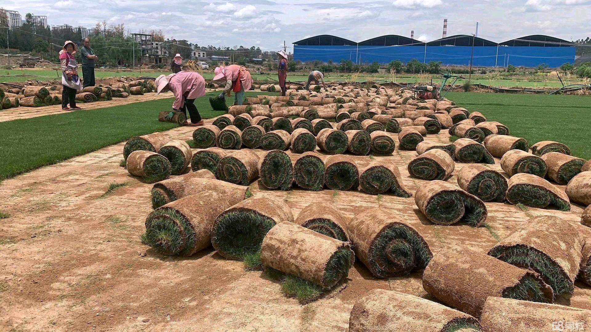 大量批发各种优质草坪