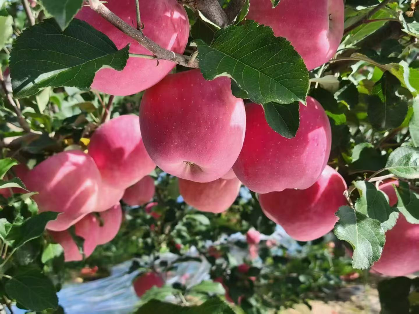 静宁苹果找代理带提成分佣