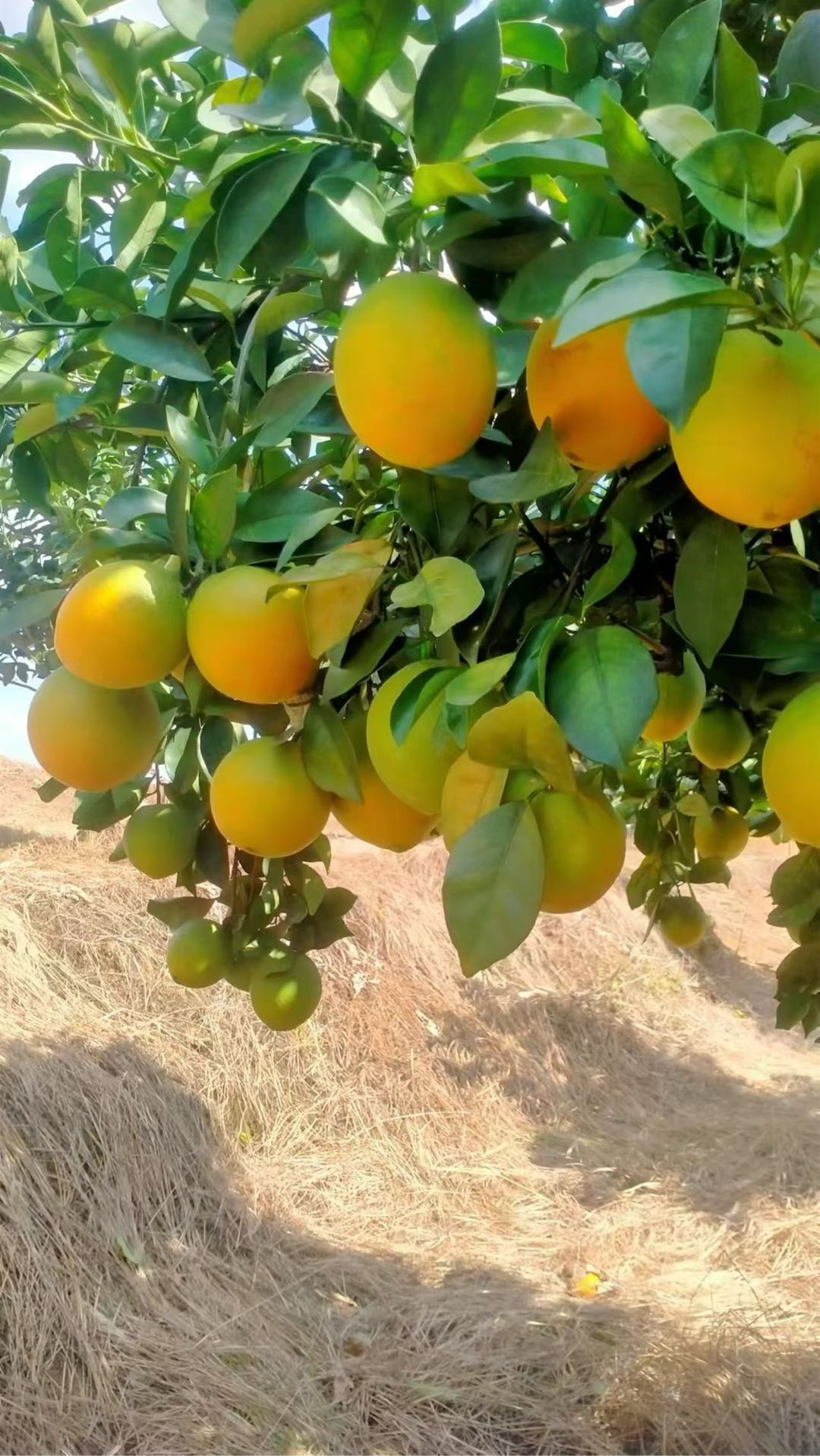 正宗赣南脐橙招代理，一起合作共赢！支持一件代发