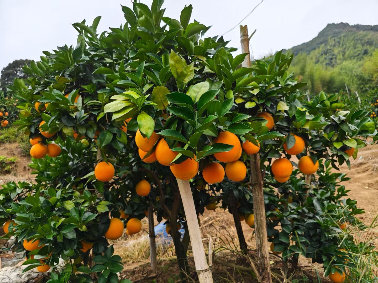 正宗赣南脐橙招代理，一起合作共赢！支持一件代发