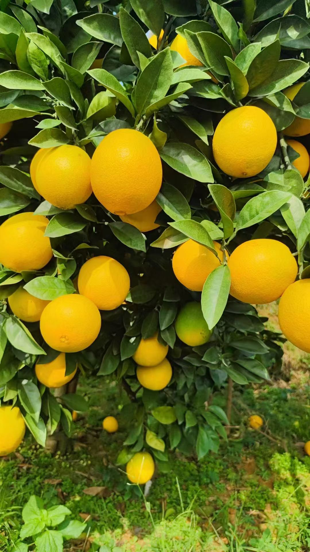 正宗赣南脐橙招代理，一起合作共赢！支持一件代发