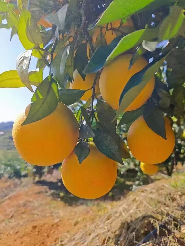 正宗赣南脐橙招代理，一起合作共赢！支持一件代发