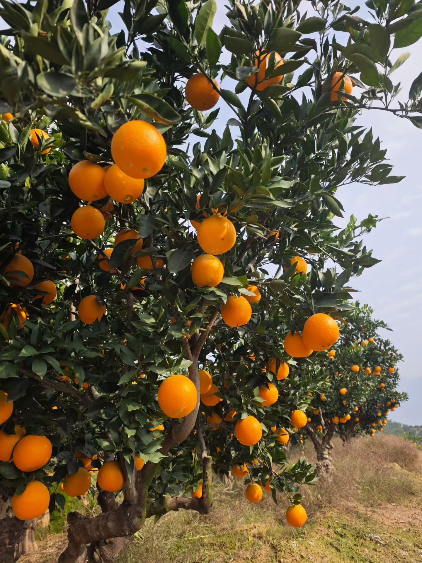 抖音代发，短视频代发