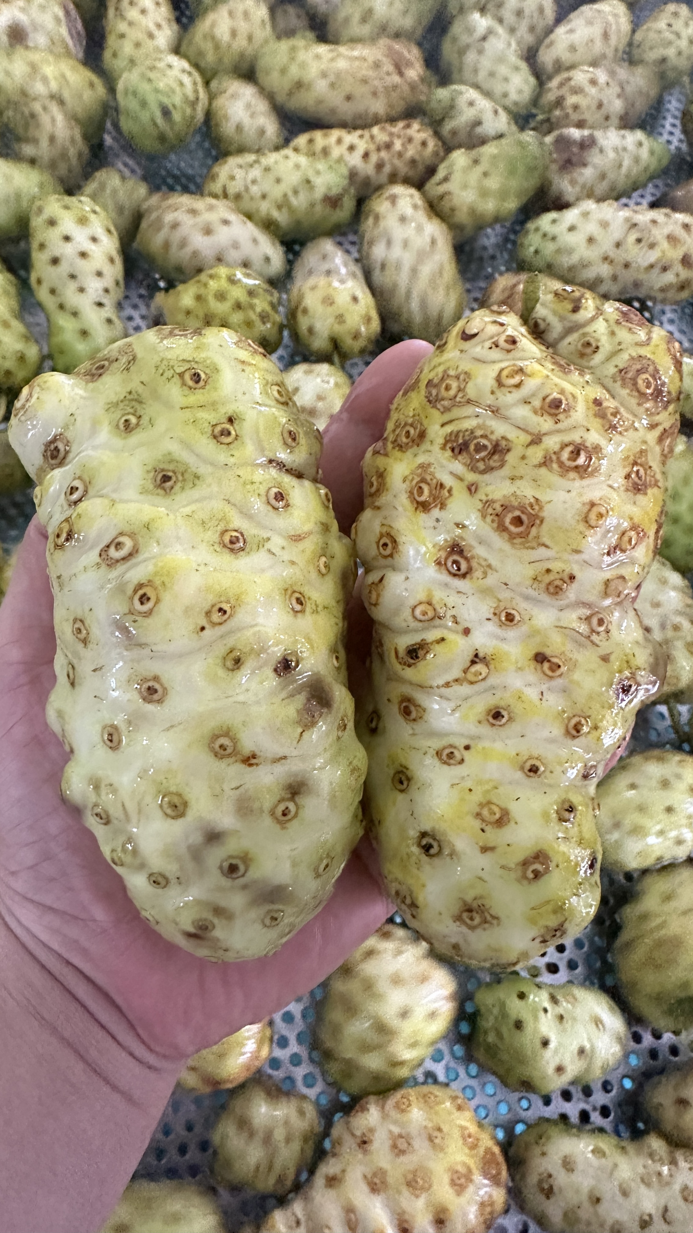 诺丽果酵素原液寻销售渠道