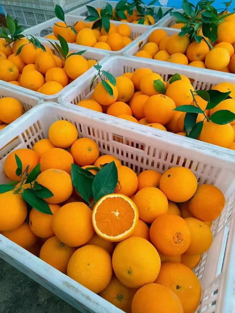 招募团长，宝妈好项目，新鲜水果，现摘现发，一件代发