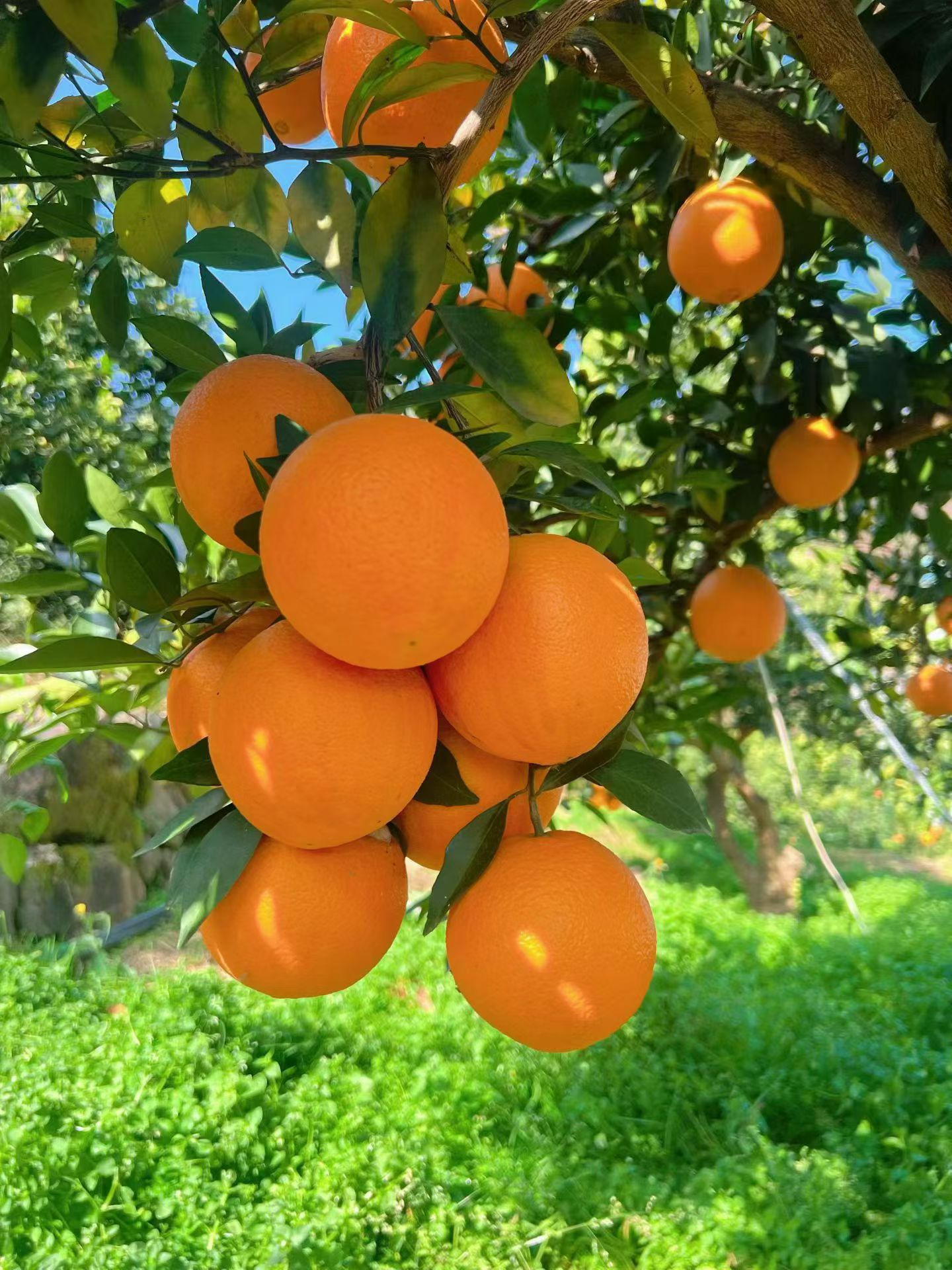 生鲜水果，一起合作共赢，支持一件代发