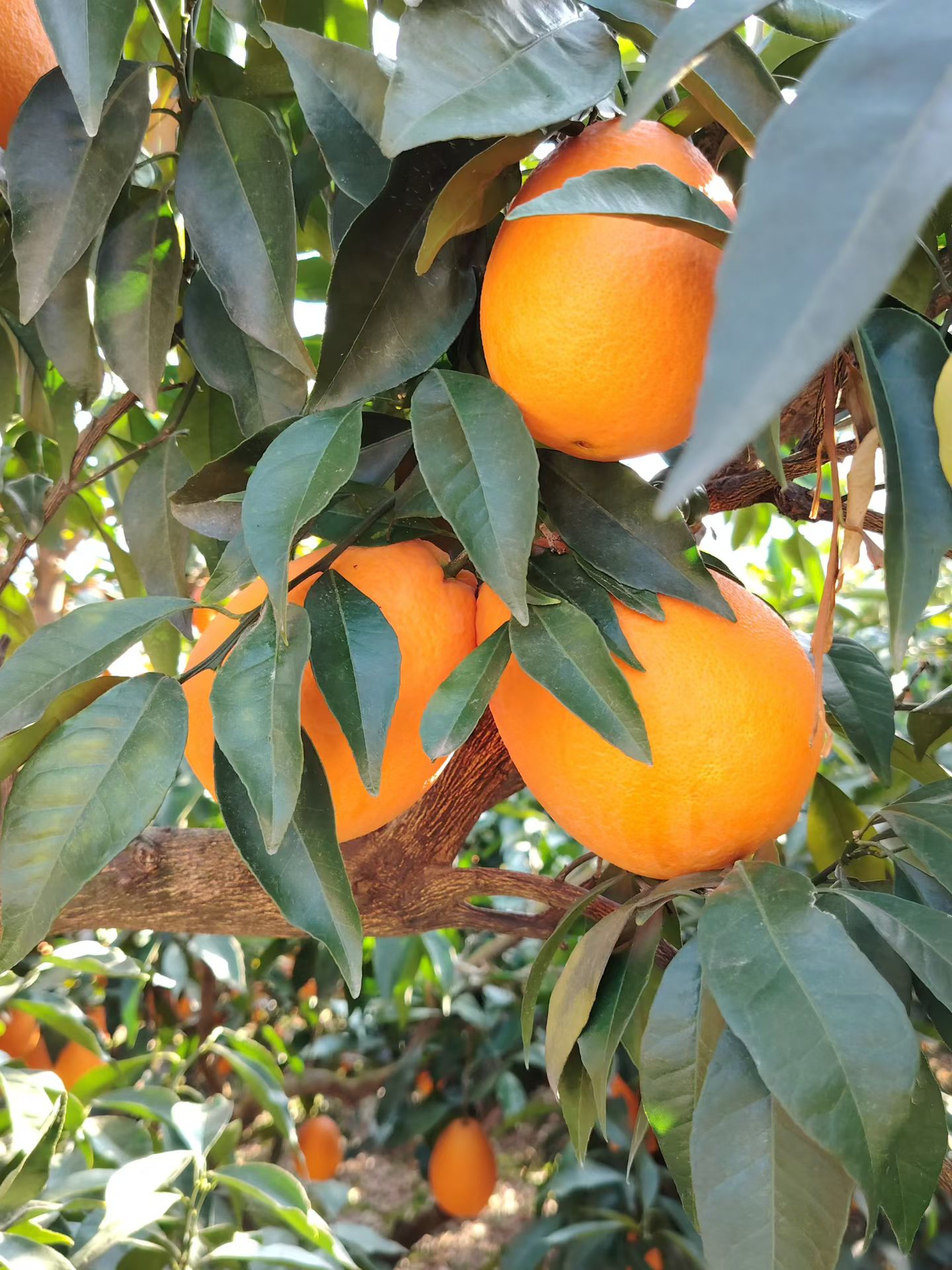 生鲜水果，一起合作共赢，支持一件代发