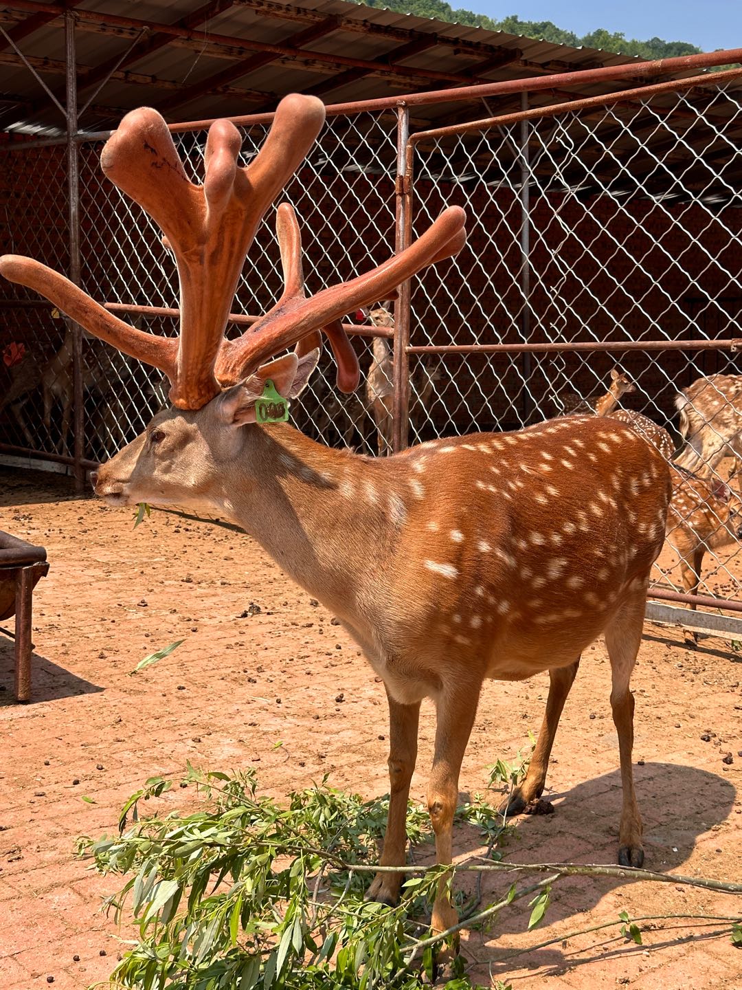 鹿业甄选在全国范围免费招收代理，限20名