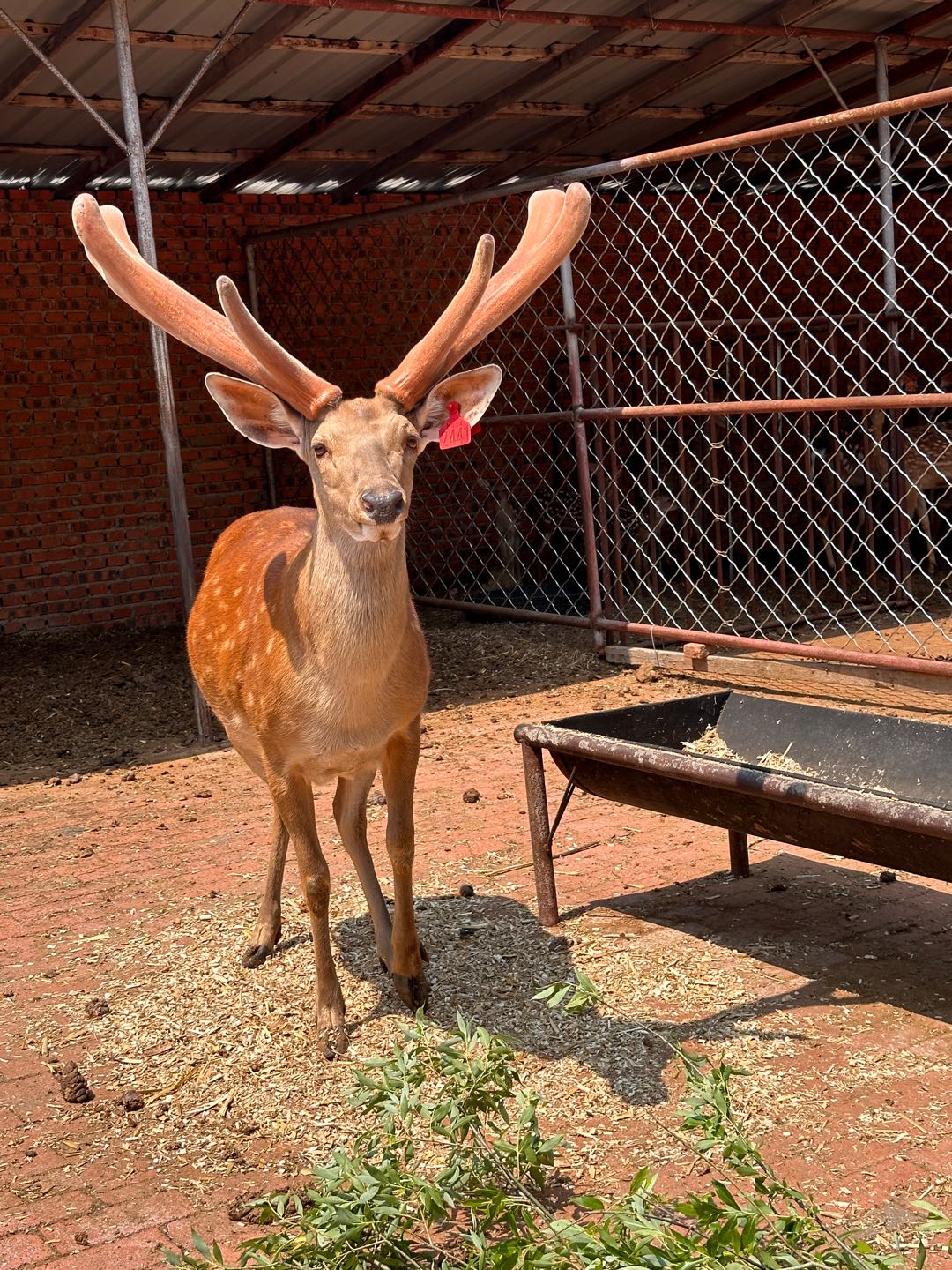 鹿业甄选在全国范围免费招收代理，限20名