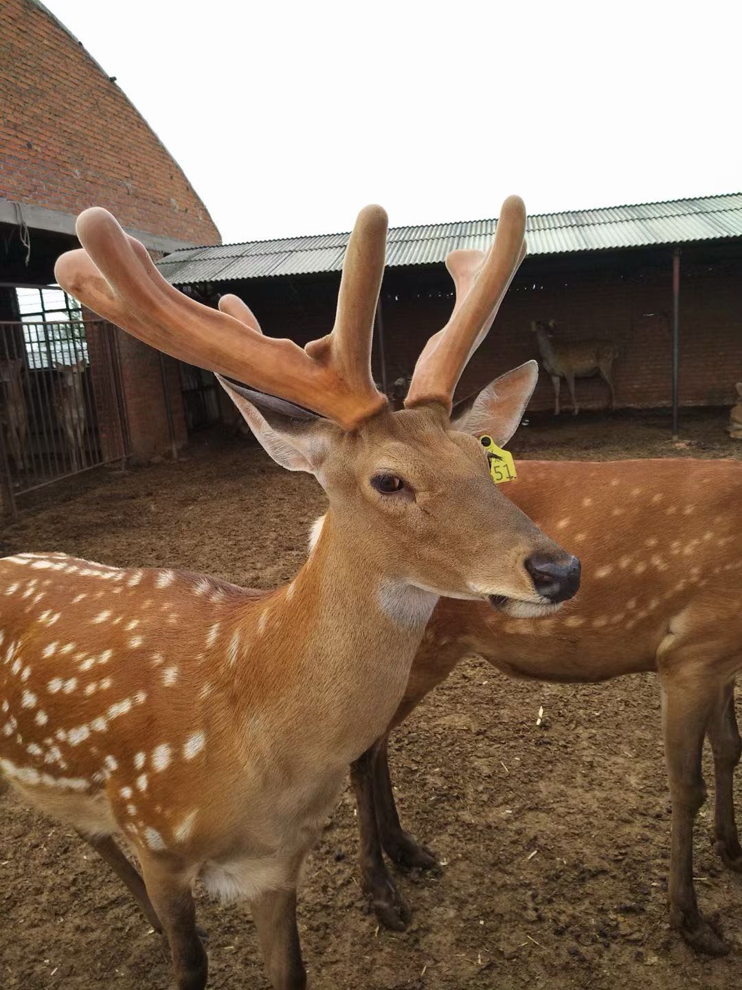 鹿业甄选在全国范围免费招收代理，限20名