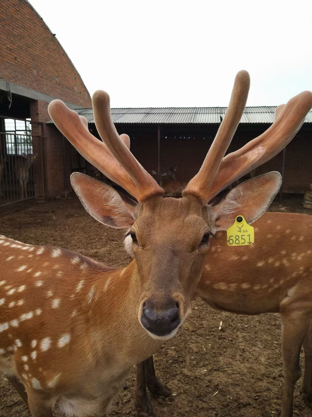 鹿业甄选在全国范围免费招收代理，限20名