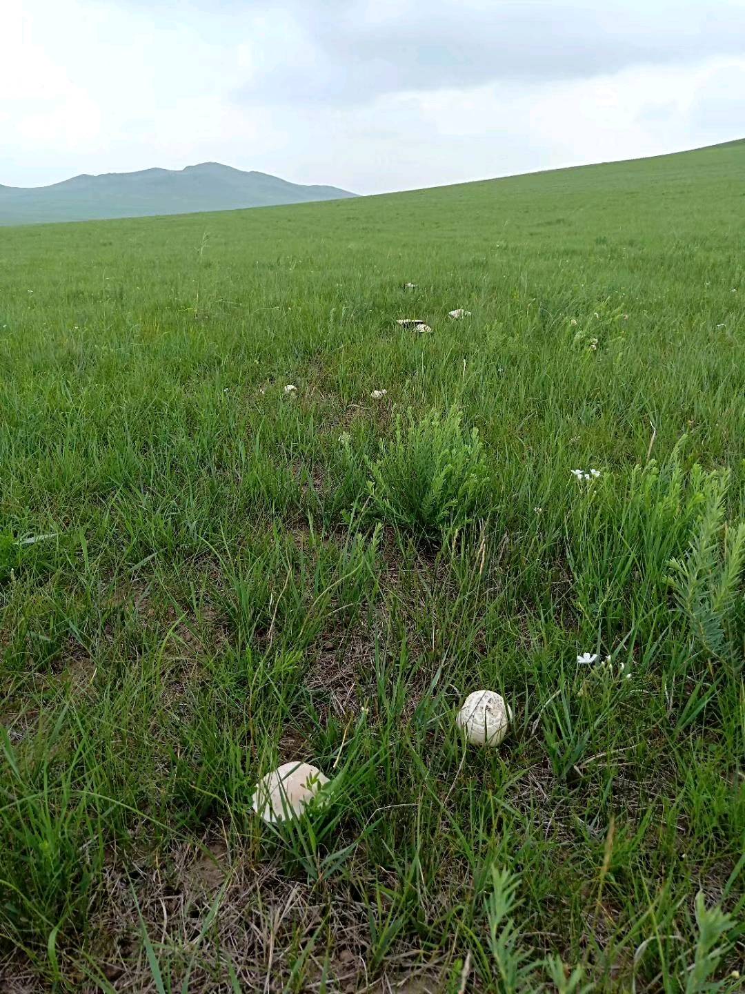 牛肉干内蒙古原产地，寻代理合作