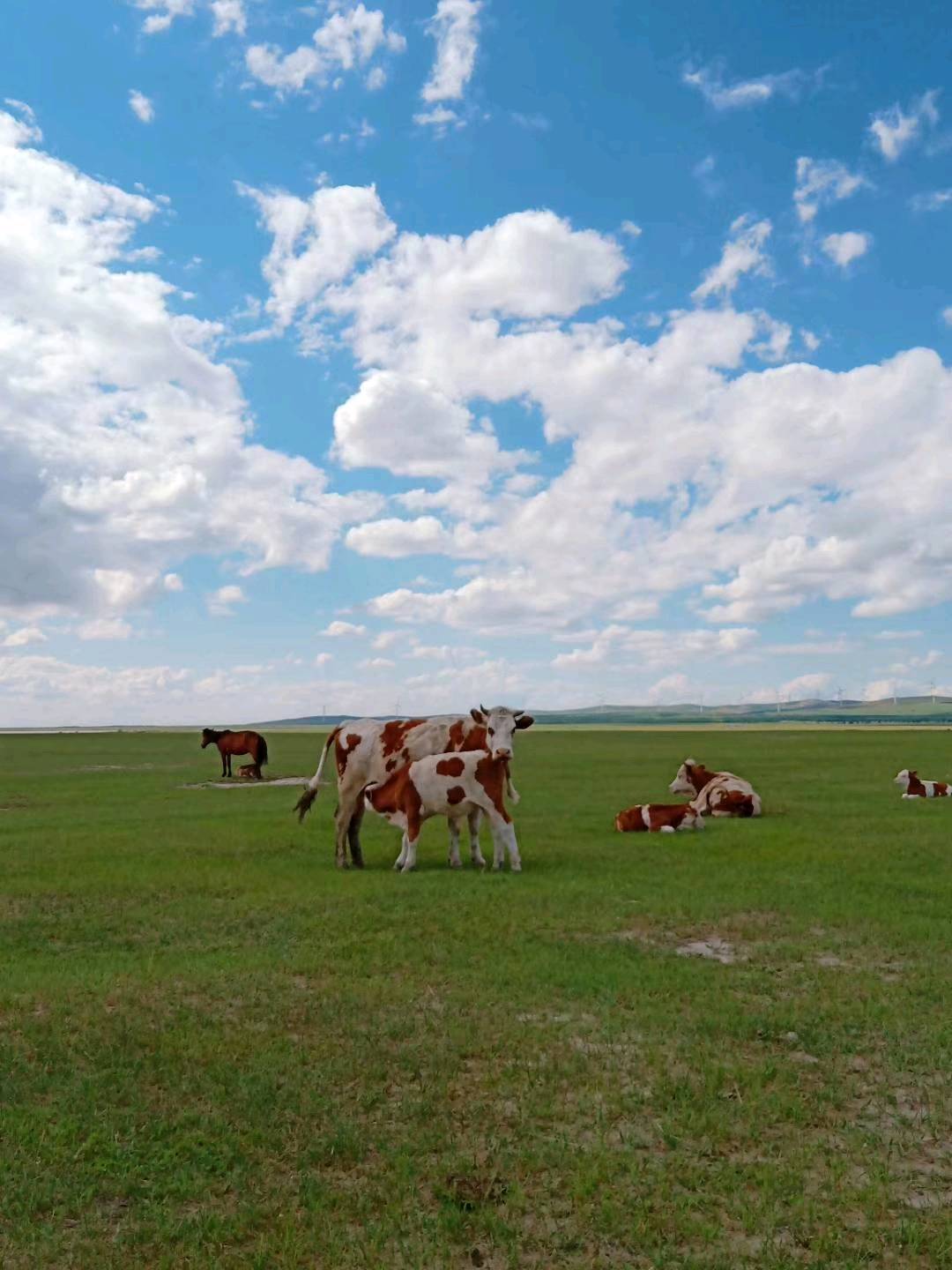 牛肉干内蒙古原产地，寻代理合作