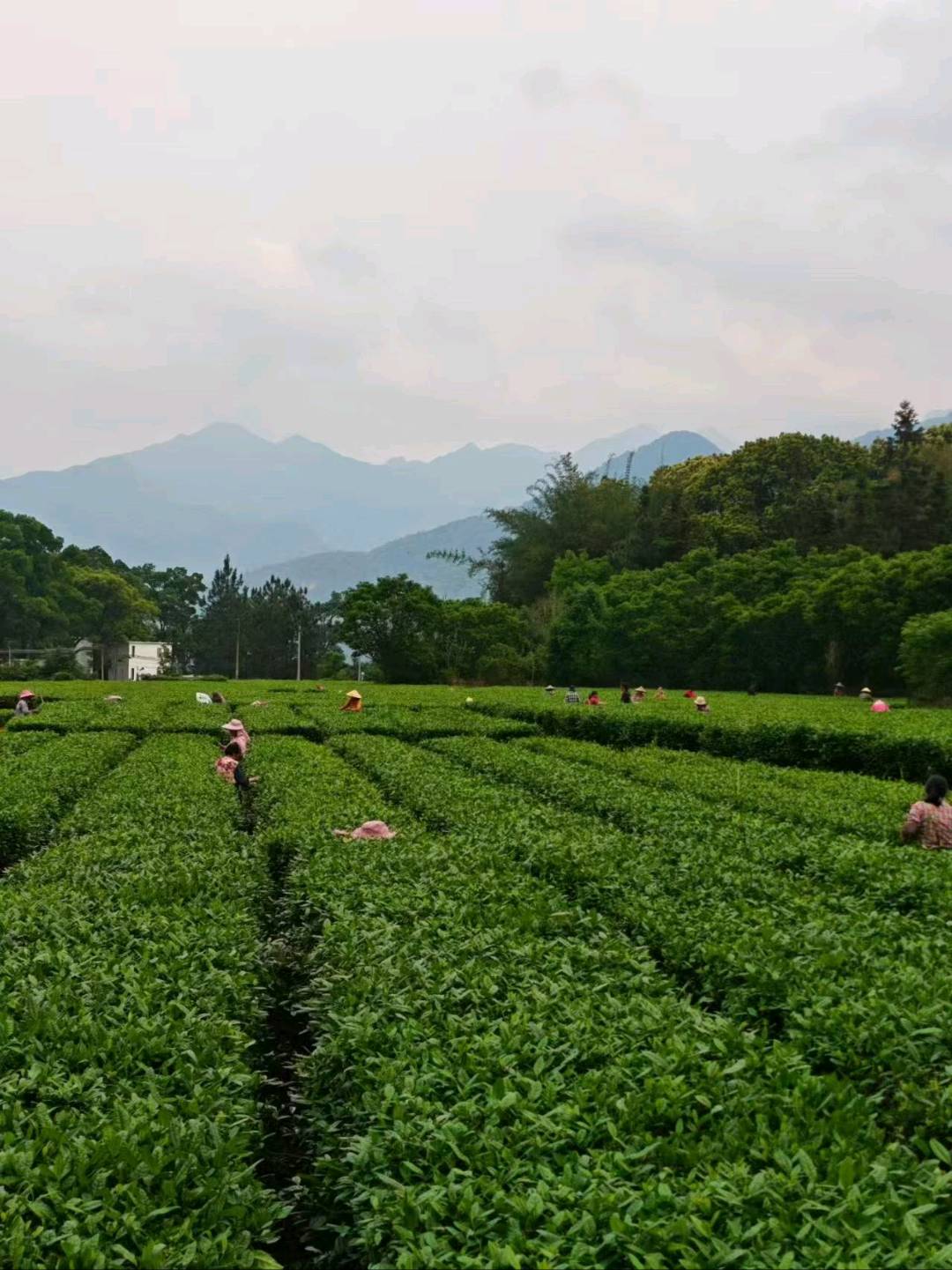 铁观音，家里自有茶园，寻求有兴趣一起合作运营推广的长期合作伙伴
