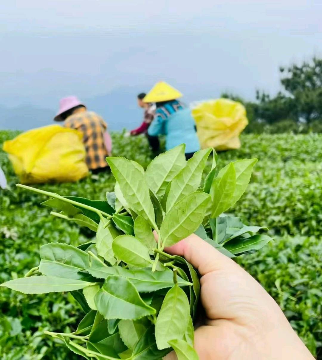 铁观音，家里自有茶园，寻求有兴趣一起合作运营推广的长期合作伙伴