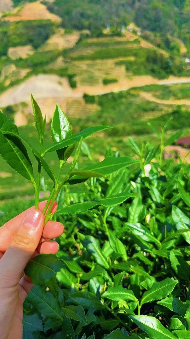 铁观音，家里自有茶园，寻求有兴趣一起合作运营推广的长期合作伙伴