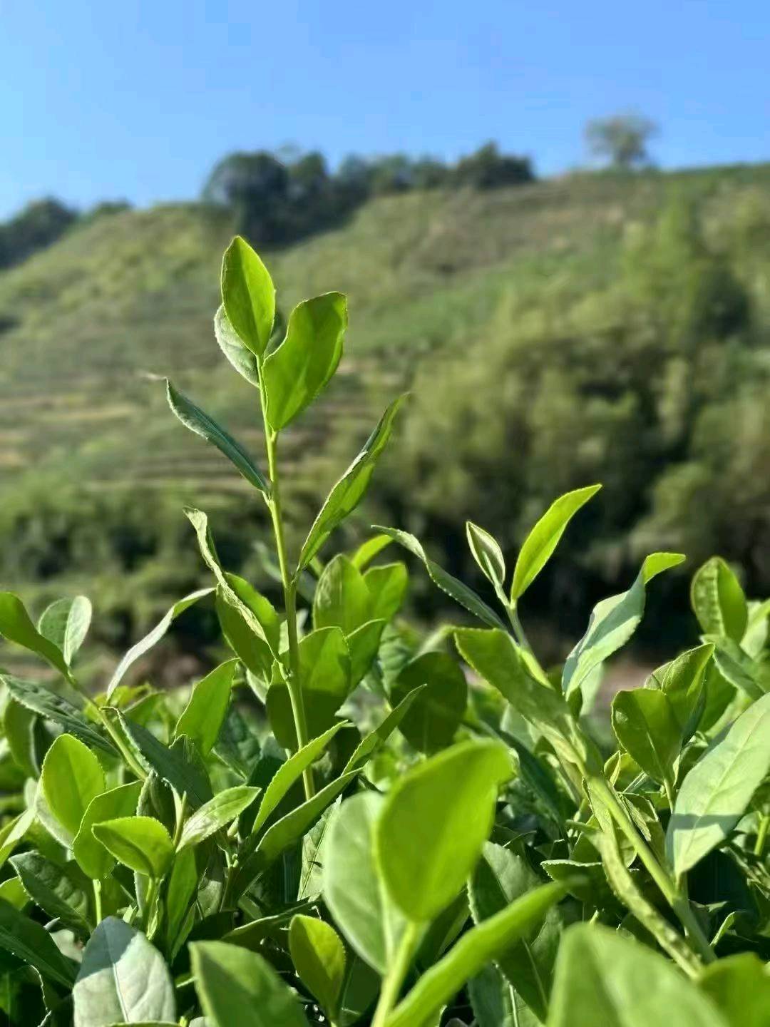 铁观音，家里自有茶园，寻求有兴趣一起合作运营推广的长期合作伙伴