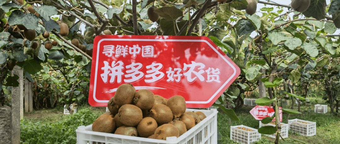 拼多多开店，助农项目，流量稳定，供应链源头，利润高