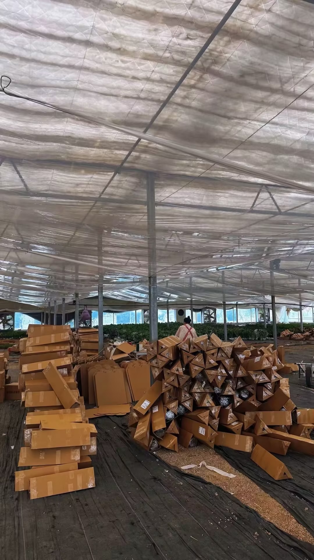 多多绿植电商，一周内可见收益，回本快