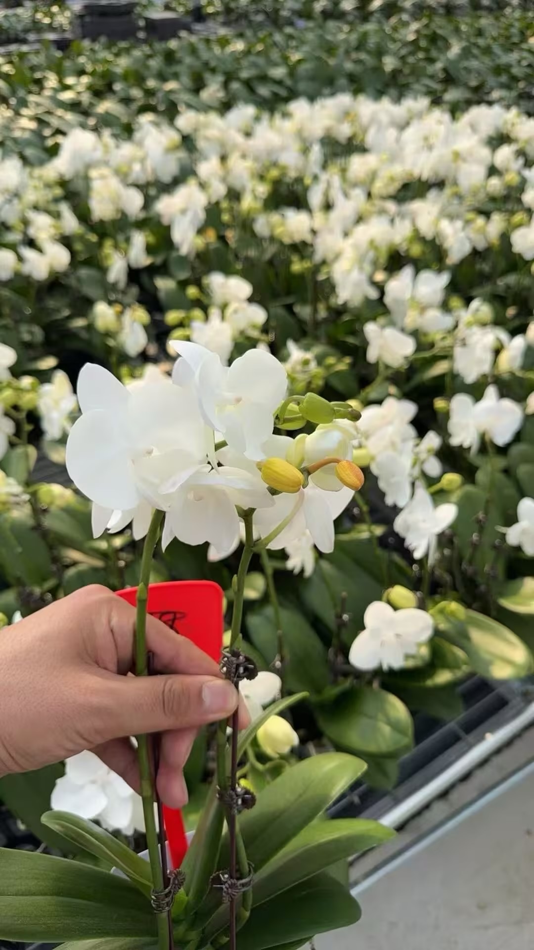 多多绿植电商，一周内可见收益，回本快